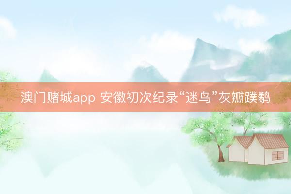 澳门赌城app 安徽初次纪录“迷鸟”灰瓣蹼鹬