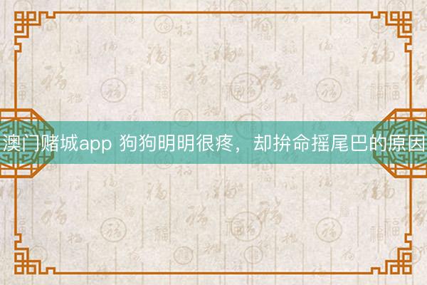 澳门赌城app 狗狗明明很疼,却拚命摇尾巴的原因